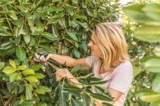 Bosch 06008B2100 EASYPRUNE Akkus metszőolló Háztartás / Otthon / Kültér - Szerszám - Akkumulátoros kés - 362514
