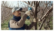 Bosch Professional 06019K1021 Pro Pruner akkus metszőoll&oacute; (2 &times; 3 Ah) &Aacute;gv&aacute;g&oacute; H&aacute;ztart&aacute;s / Otthon / K&uuml;lt&eacute;r - Szersz&aacute;m - Akkumul&aacute;toros k&eacute;s - 540832