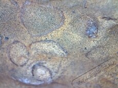 Celestron Digitális mikroszkóp - C44302-B Távcsövek / Optika - Mikroszkóp - Állványos mikroszkóp - 258499