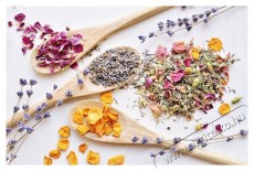 Concept SO2000 Konyhai termékek - Konyhai kisgép (sütés / főzés / hűtés / ételkészítés) - Gyümölcsaszaló - 523326