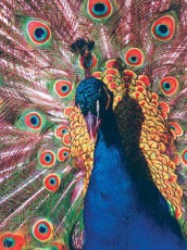 Gembird MP-PICTURE/400 képes textil egérpad Iroda és számítástechnika - Egér - Egérpad - 338685