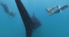 GoPro ABDIV-001 tok Fényképezőgép / kamera - Sport kamera tartozékok - Tok - 360457