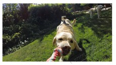 GoPro Fetch Dog Harness (ADOGM-001) Kutyahám Fényképezőgép / kamera - Sport kamera tartozékok - Rögzítő / adapter - 281481