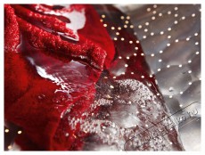 Miele WTD160WCS EU1 LW 8/5 kg H&aacute;ztart&aacute;s / Otthon / K&uuml;lt&eacute;r - Mos&oacute;g&eacute;p / sz&aacute;r&iacute;t&oacute;g&eacute;p - Mos&oacute;-sz&aacute;r&iacute;t&oacute;g&eacute;p - 515633